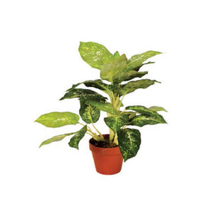 Kunstplanten Calathea Luisae 50cm