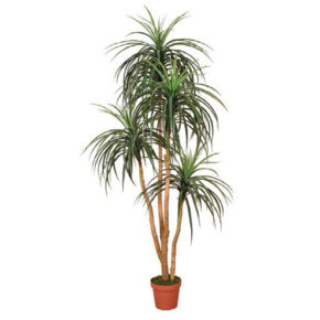 Kunstplanten Nolina 185cm