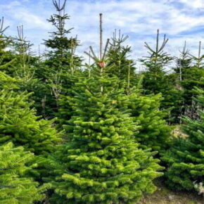 Kerstboom Nordmann gezaagd 1.75m - 2.00m