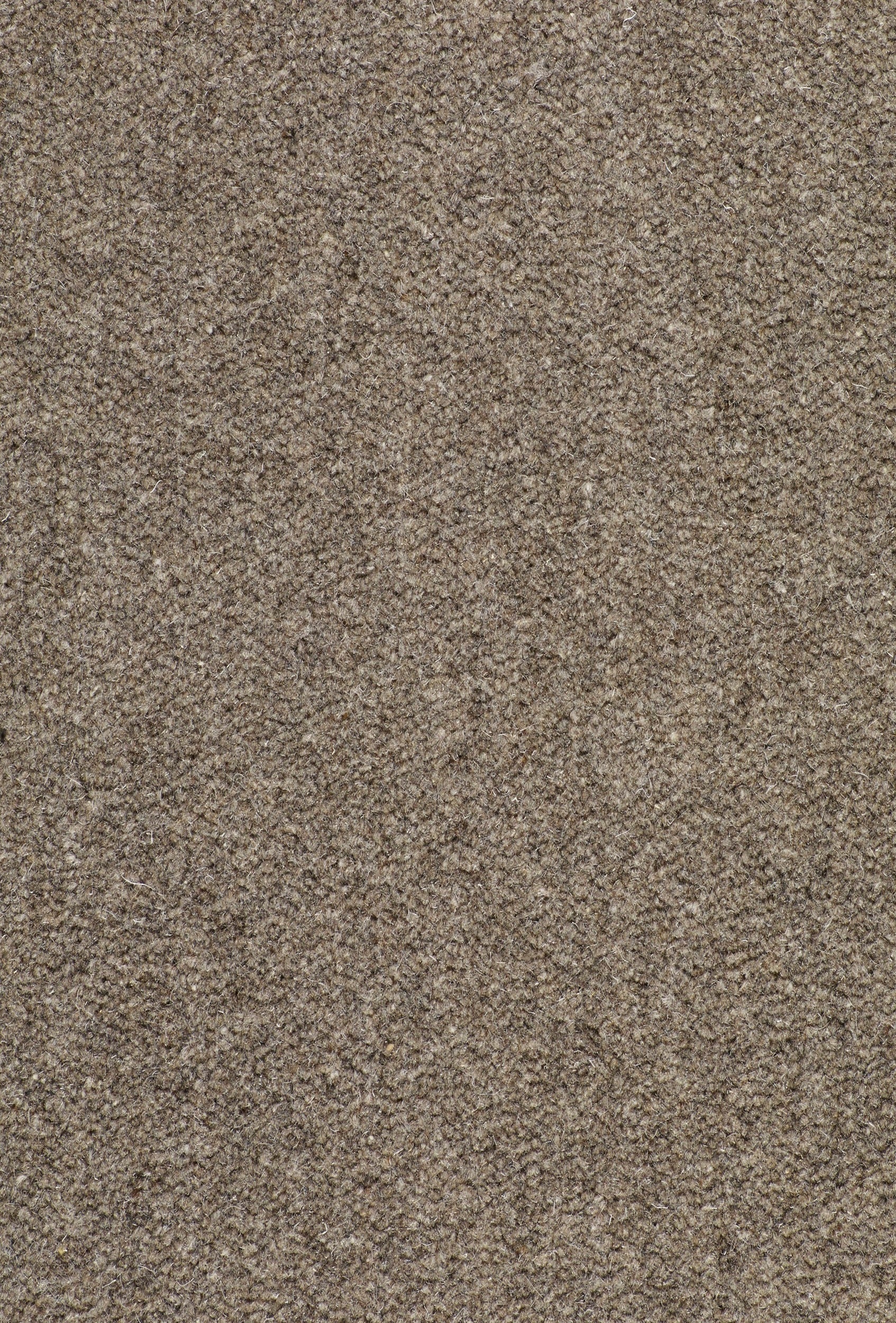 Monasch - Fat Cat Fur - 400x500 cm Vloerkleed