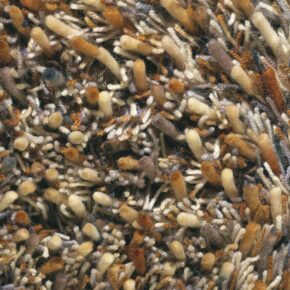 Brink en Campman - Spring 59101 - 200x300 cm Vloerkleed